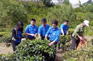 ĐV – TN Văn phòng Tỉnh uỷ tham gia thu hái chè giúp đỡ gia đình chính sách tại xã Hang Kia, Pà Cò.